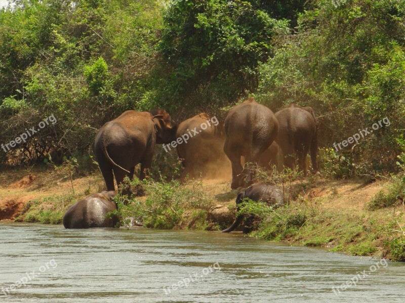 Elephants Bathing Elephants Herd Free Photos