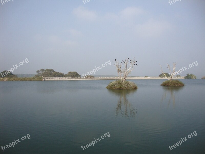 Moyar Dam Cormorants Roosting Birds Free Photos