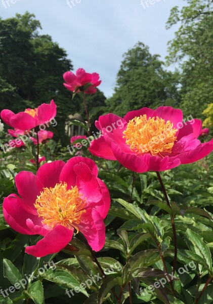 Peony Botanical Garden Pink Summer Garden