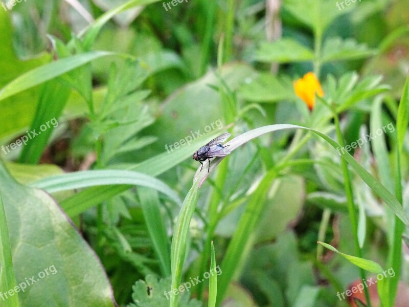 Fly Insect Nature Ypaithro Insects