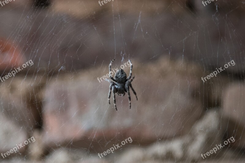 Spider Insect Cobweb Free Photos