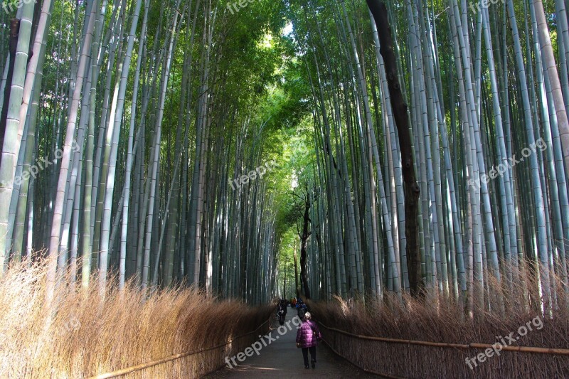 Bamboo Forest Kyoto Free Photos