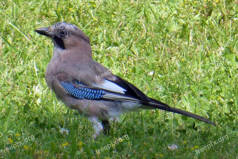 Jay Bird Forest Nature Free Photos