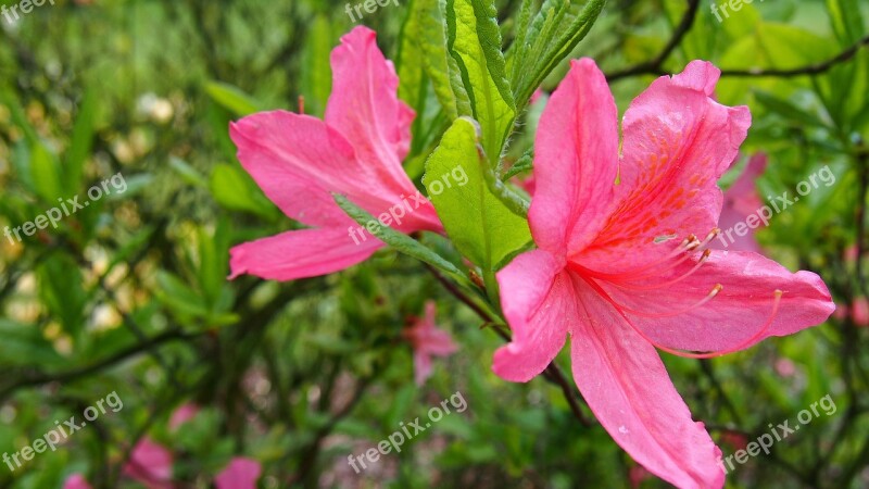 Azalea Flower Pink Spring Nature