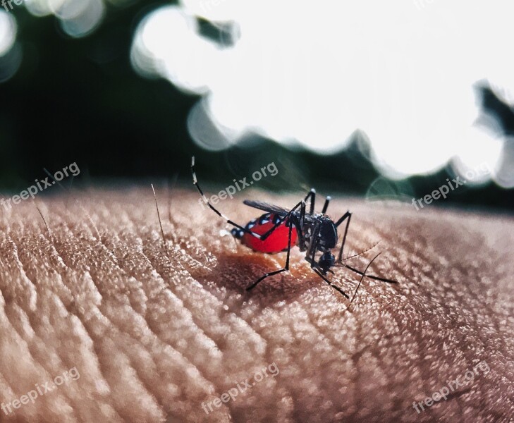 Busy Animals Skin Bokeh Blood