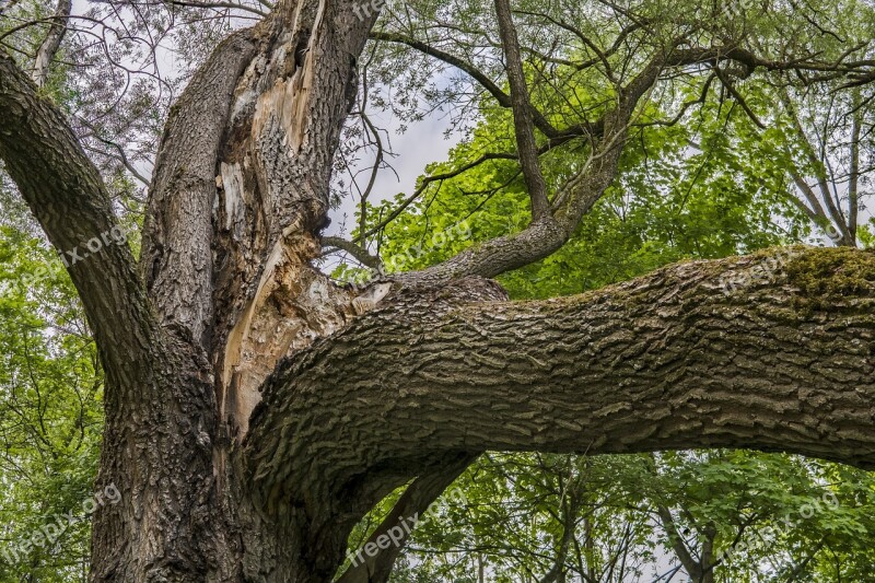 Old Tree Broken Branch Old Canceled Aesthetic