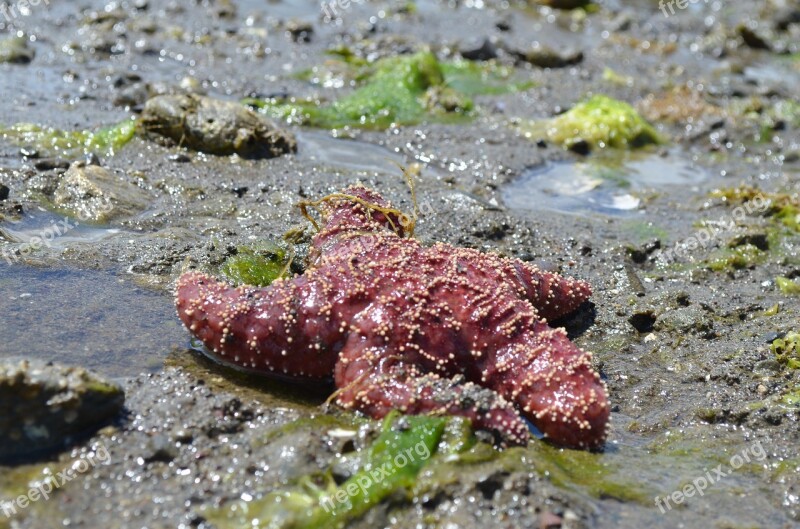 Starfish Red Beach Sea Ocean