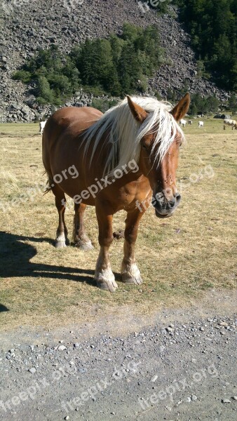 Horse Mountain Hiking Horses Pyrenees