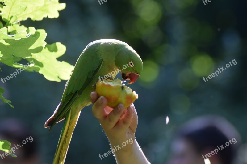 Parakeet Bird Parrot Nature Exotic