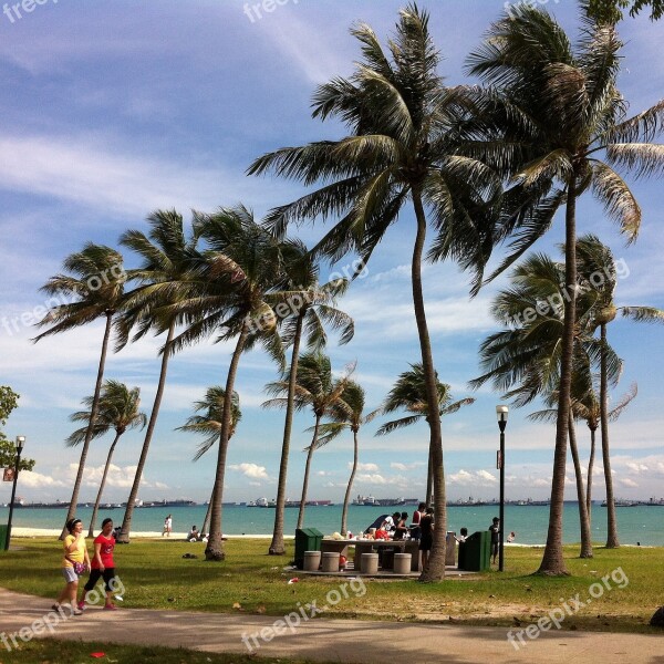 Singapore Coastal Breeze Palms Sky