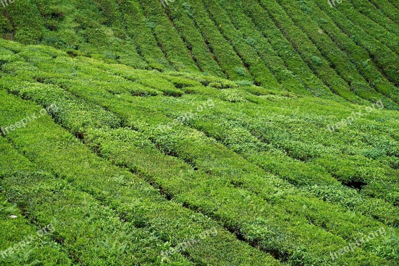 Tea Field Green Beautiful Tea Garden