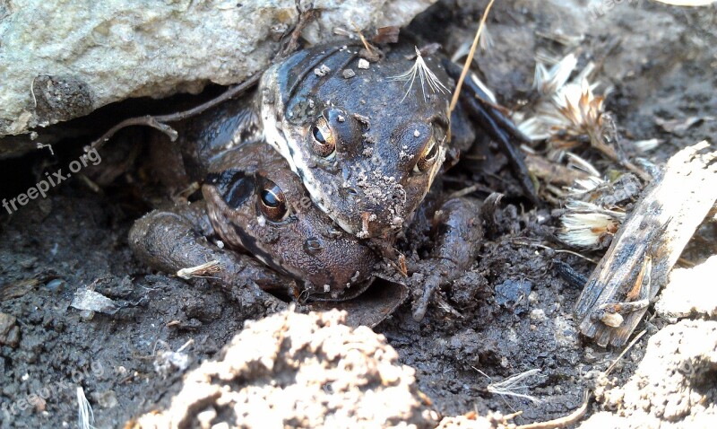 Moor Frogs Amplexus Frog Amphibians Tailless