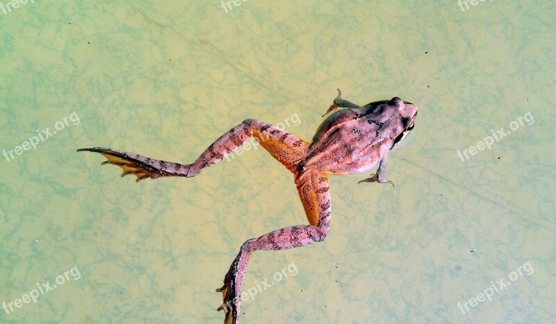 Swamp Frog Rana Arvalis Frog Amphibian Tailless