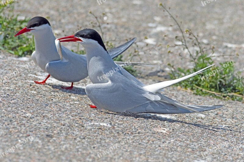 Arctic Tern Courtship Feeding Eider Barrage Terns North Sea