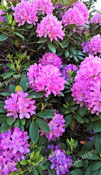 Rhododendron Plant Bush Many Flowers Pink