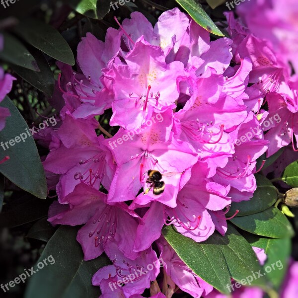 Rhododendron Blossom Bloom Pink Flowers Stamens