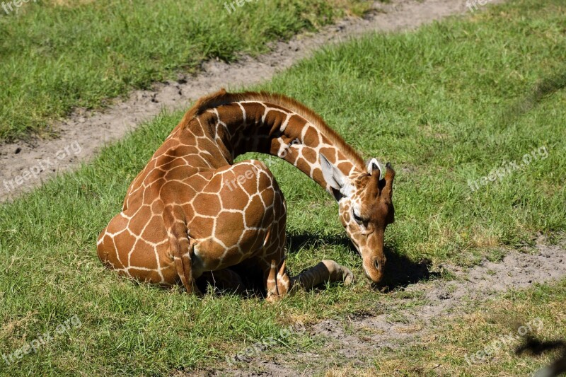 Giraffe Animal Wildlife Zoo Reserve