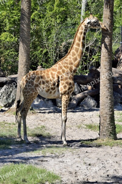 Giraffe Animal Wildlife Zoo Reserve