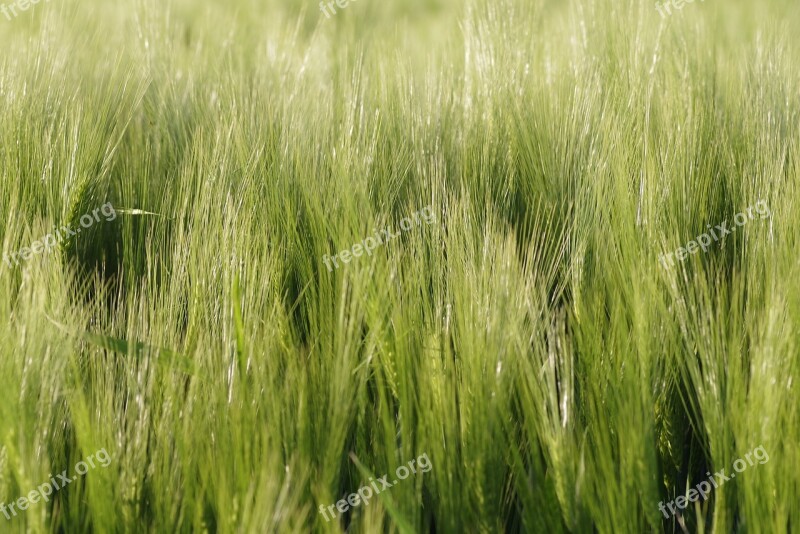 Corn Ears Rye Barley Field