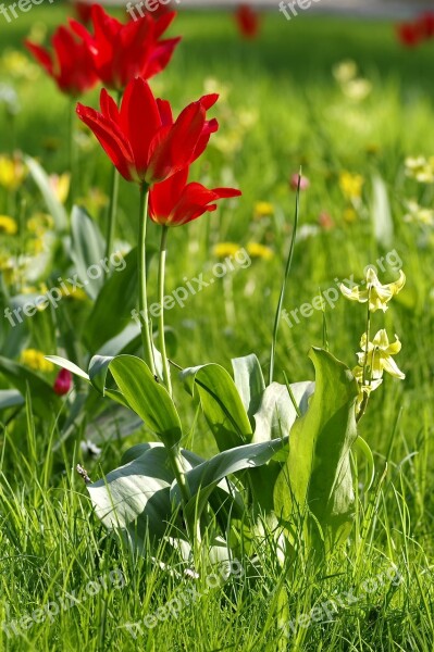 Tulips Red Meadow Flowerbed Shrubs