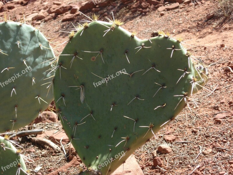 Cactus Heart Heart Cactus Desert Sedona