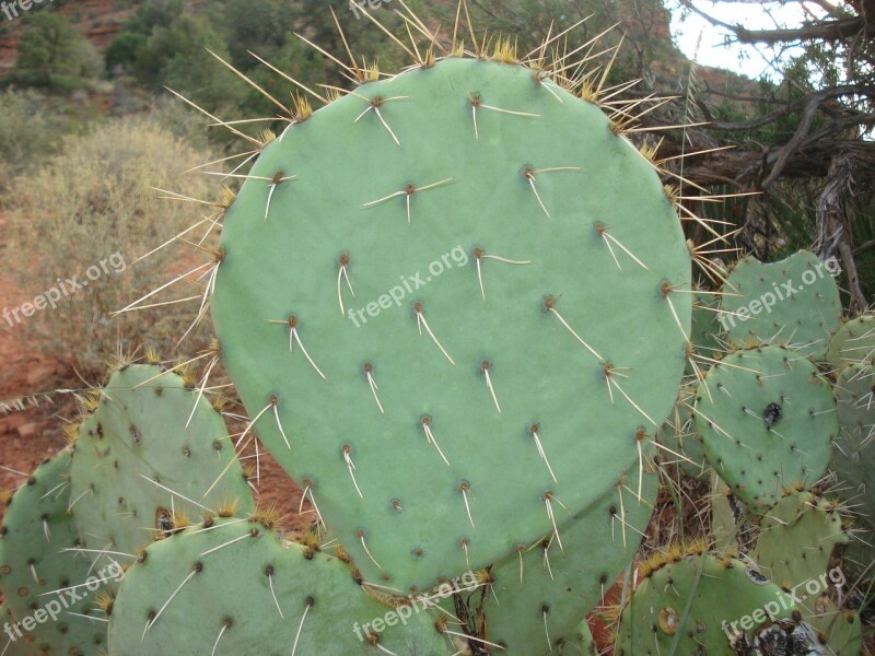 Cactus Prickly Pear Prickly Pear Prickly Pear Cactus