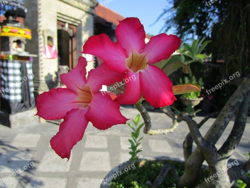 Flower Adenium Bali Indonesia Red