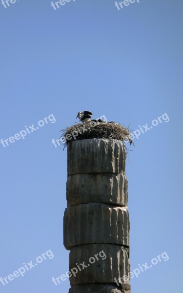 Storks Ephesus Birds Ciconiidae Storkpar