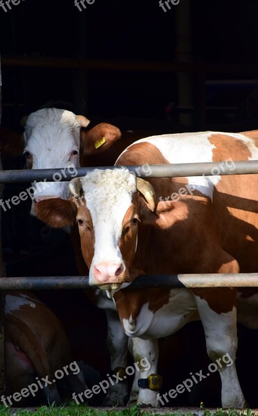 Cow Cowshed Stall Cows Farm