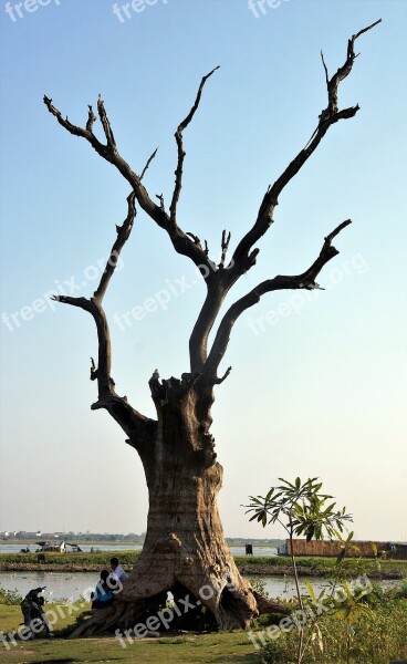 Tree Decaying Ubein Bridge Mandalay