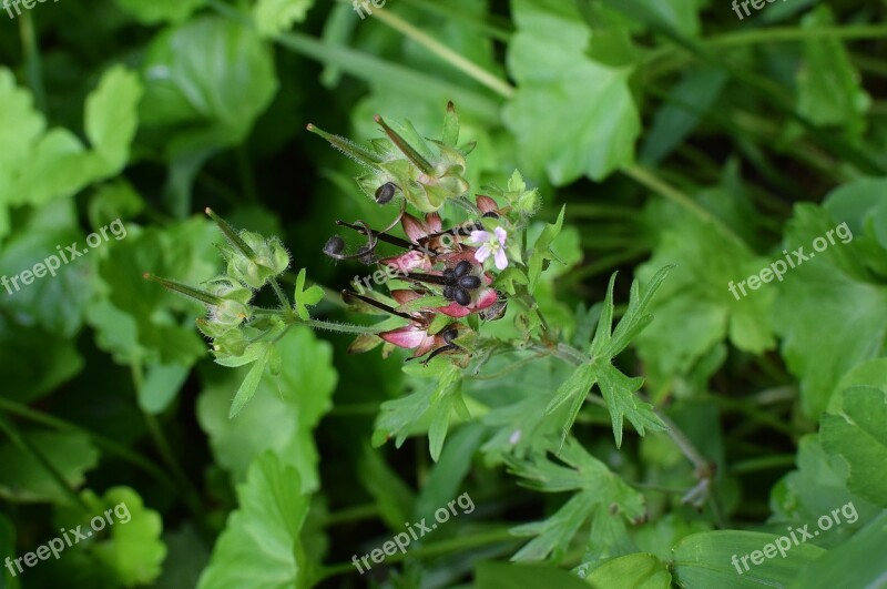 Wild Geranium Seedpods Wildflower Seedpods Seed Flower