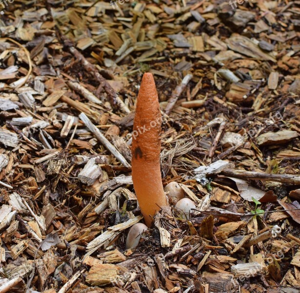 Stinkhorn Fungus Grouping Mutinus Elegans Fruiting Bodies Mushroom Fungi