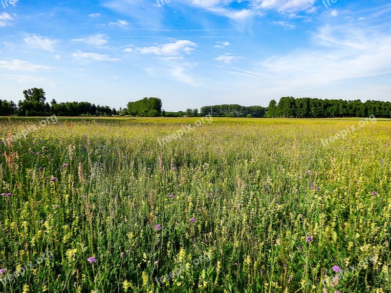 Field Meadow Nature Meadow Flower Sunlight