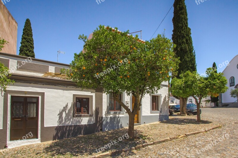 Tree Orange Tree Fruit Portugal Free Photos