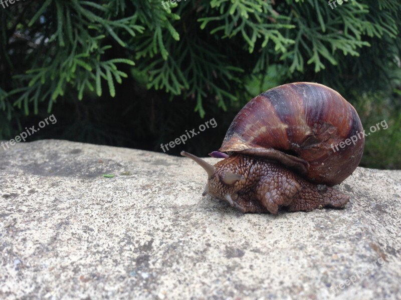 Snail Creeps Slimy Wildlife Closeup