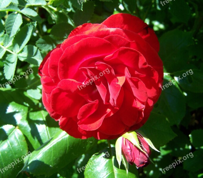 Rose Red Rose Garden Free Photos