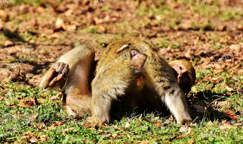 Berber Monkeys Play Cute Endangered Species Monkey Mountain Salem