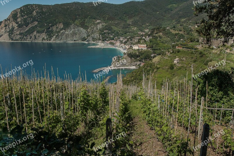 Italy Cinque Terre Monterosso Vines Port