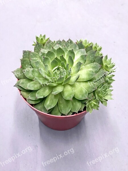 Succulent Plant Green Nature Garden