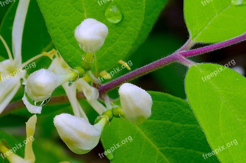 Flower White Honeysuckle White Flower Nature