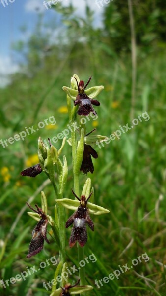 Fly Orchid Insects Orchid German Small Flowers Close Up