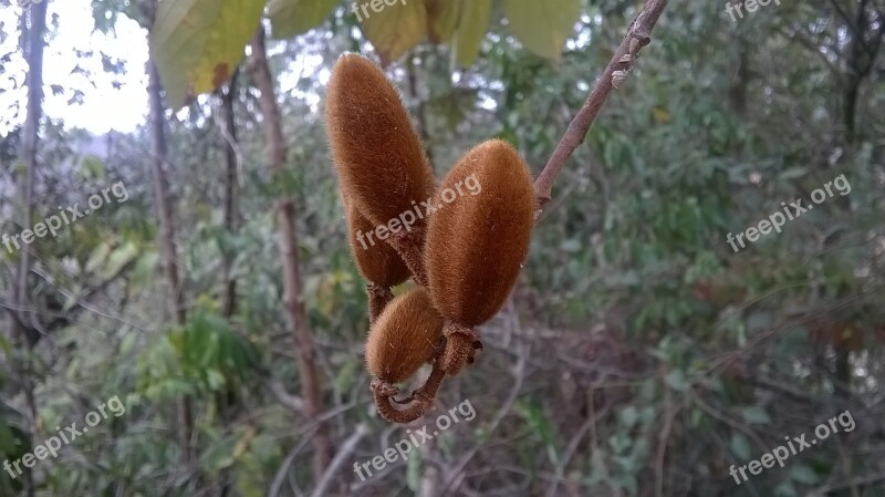 Nature Seed Fruit Free Photos