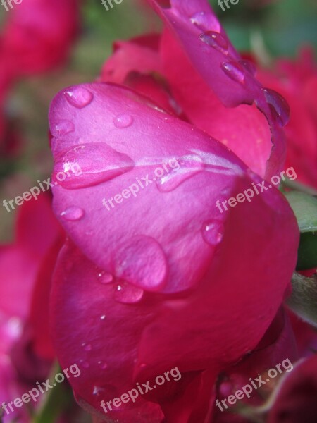 Rose Pink Red Water Droplets Petal