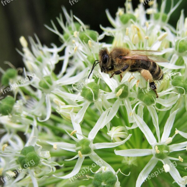 Bee Ornamental Onion Pollination Pollen Honey Bee