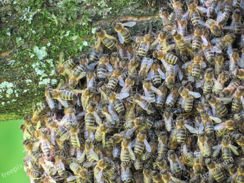 Bees Hive Insect Nature Summer