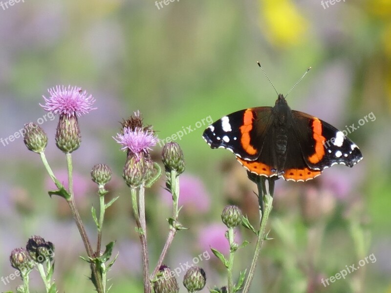 Butterfly Admiral Insect Summer On Flowers