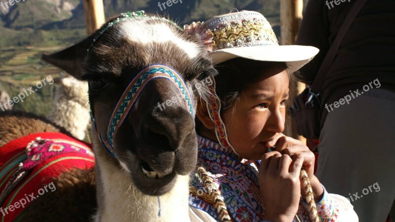 Child Lama Peru Free Photos