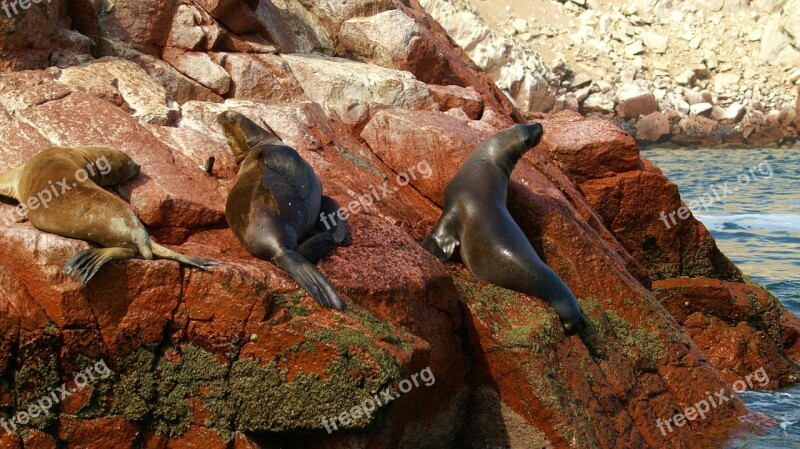 Islands Ballestas Peru Free Photos