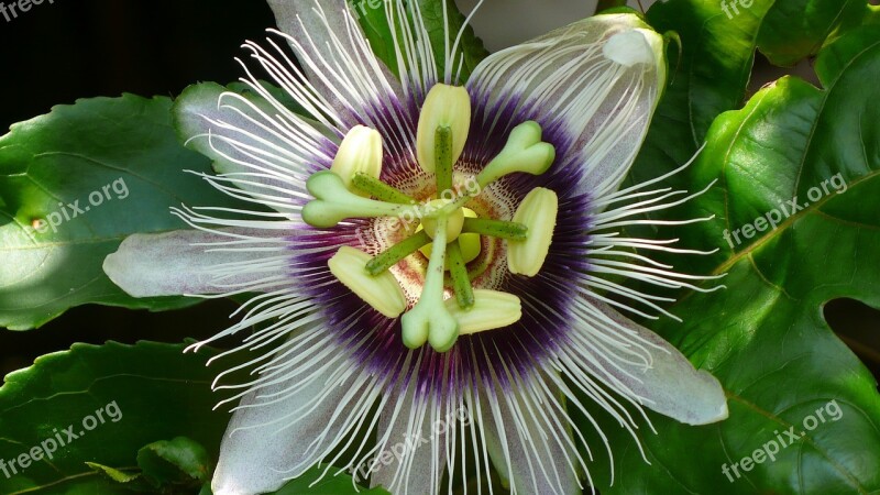 Passion Fruit Flower Tropical Fruit Free Photos