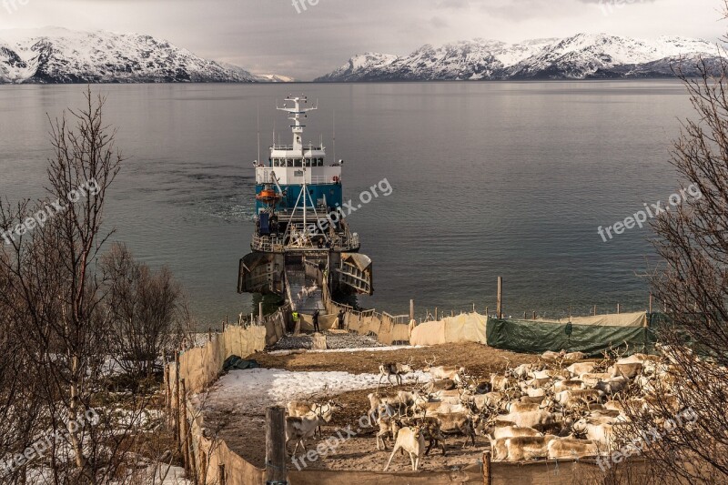 Reindeer Transportation The Moving Of The Reindeer Reindeer Herding Samer